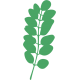 Rostlina 15