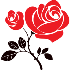 Růže - dvoubarevná