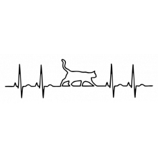 EKG a kočka